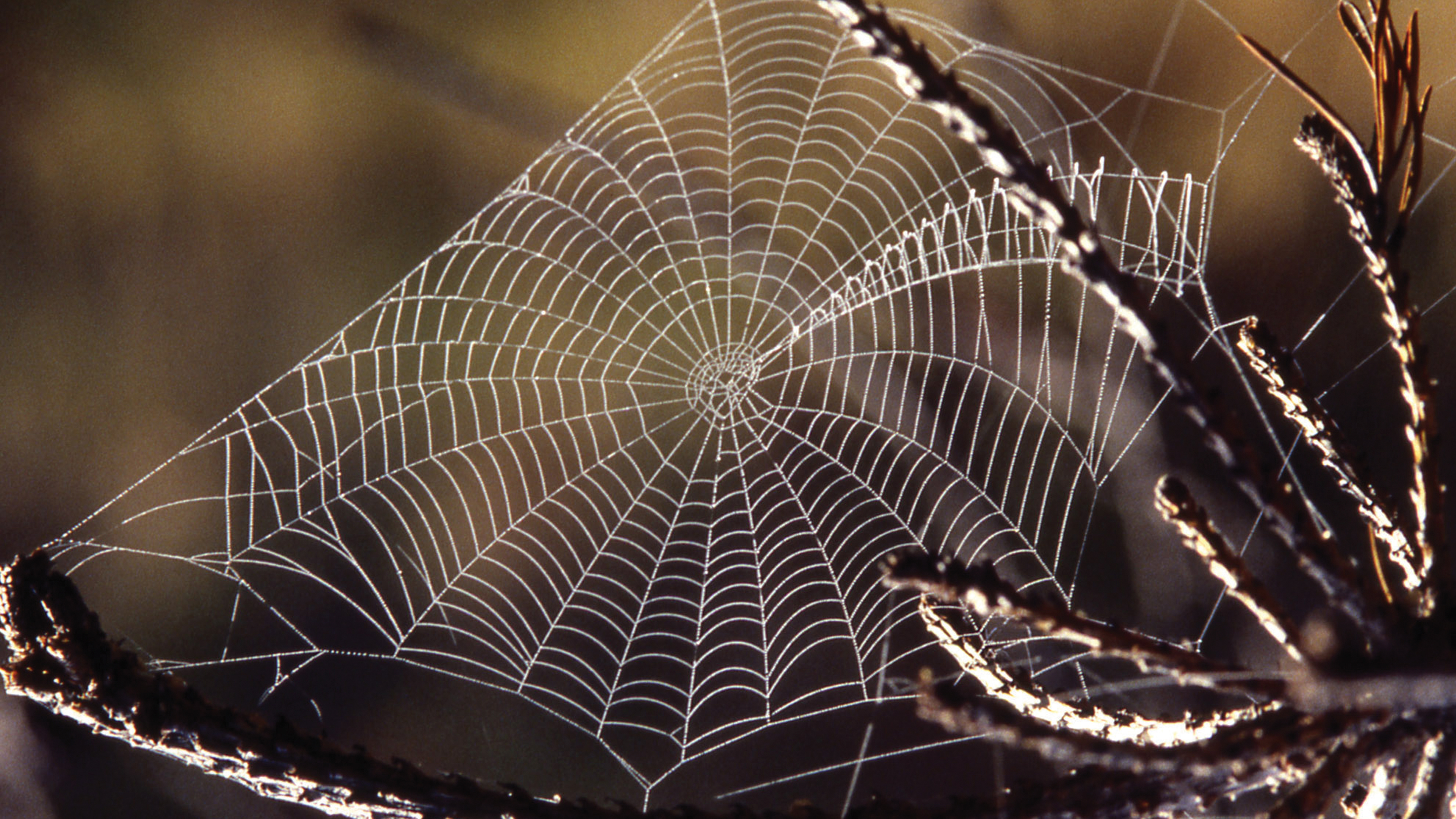 Seda de araña