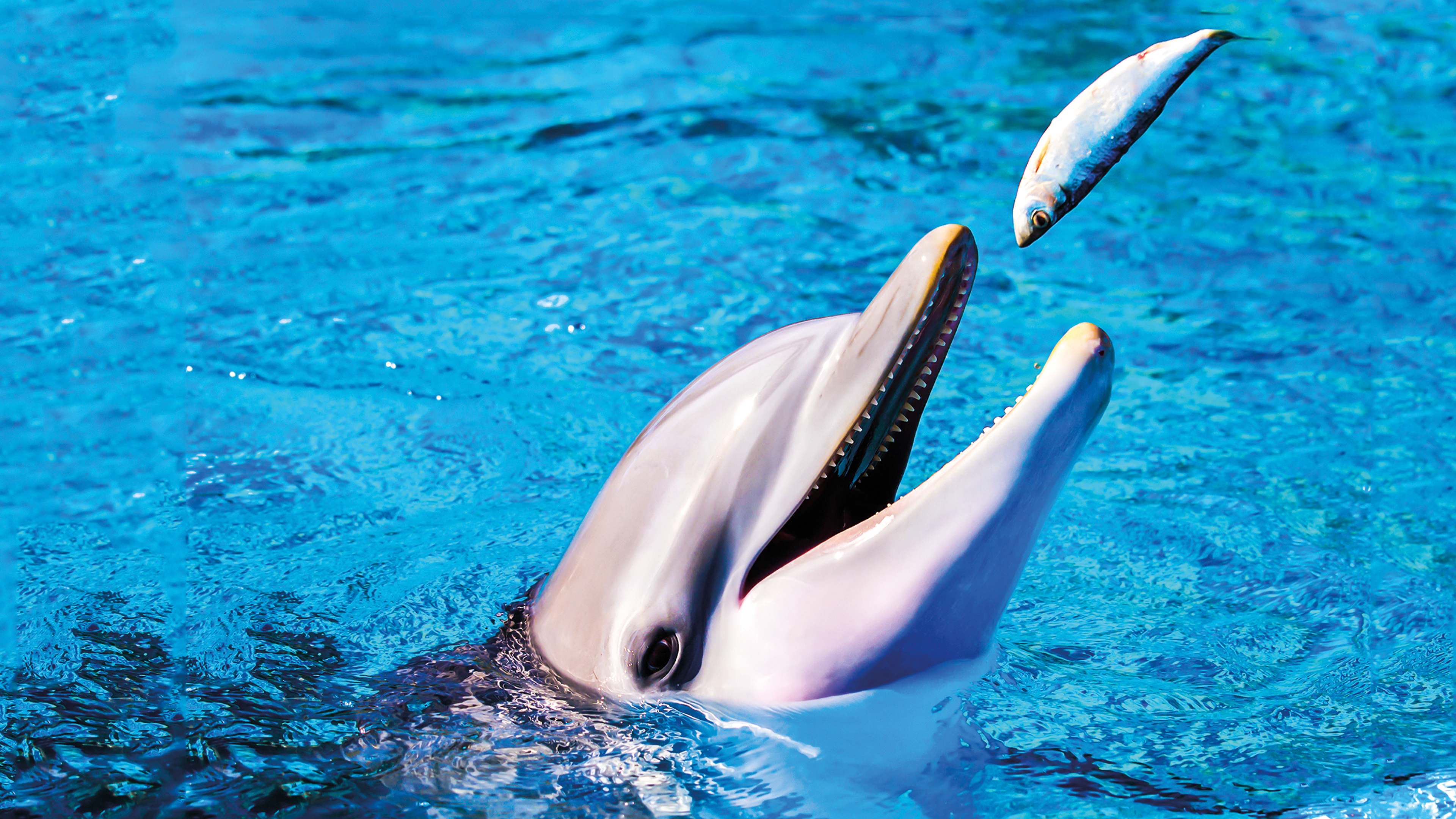 ¿Cómo se hidratan los delfines?